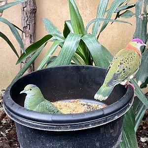 Superb Fruit Dove pair, Ptilinopus superbus