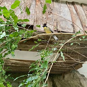 Blue-crowned Laughingthrush, Pterorhinus courtoisi