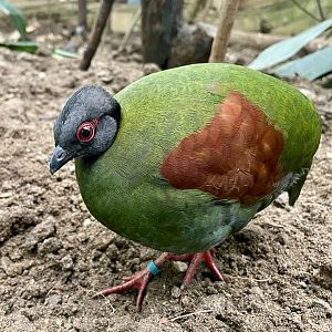 Female Crested Wood Partridge, Rollulus rouloul