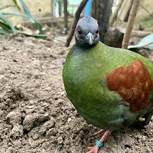 Female Crested Wood Partridge, Rollulus rouloul
