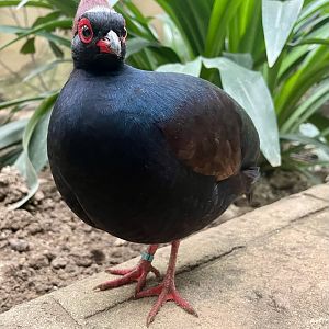 Male Crested Wood Partridge, Rollulus rouloul