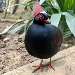 Male Crested Wood Partridge, Rollulus rouloul