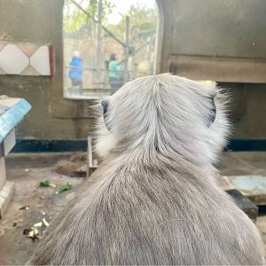 Hanuman Langur, Semnopithecus entellus