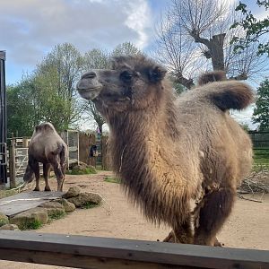 Domestic Bactrian Camels, Genghis and Noemie