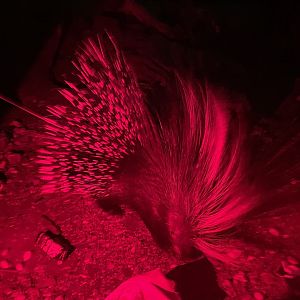 Cape Porcupine, Hystrix africaeaustralis
