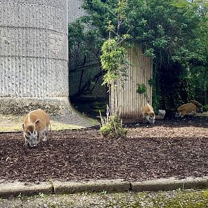 Red River Hogs, Potamochoerus porcus