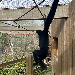 Northern White-cheeked Gibbon, Nomascus leucogenys