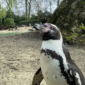 Humboldt Penguin, Spheniscus humboldti
