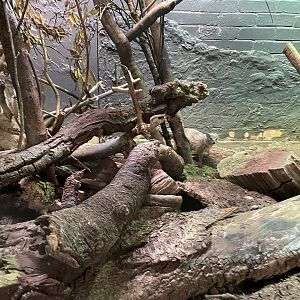 Bokiboky, Mungotictis decemlineata