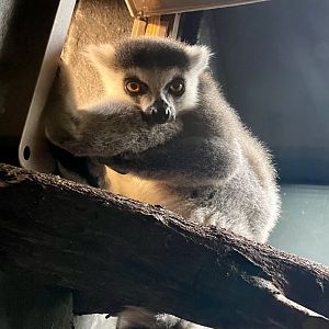 Ring-tailed Lemur, Lemur catta