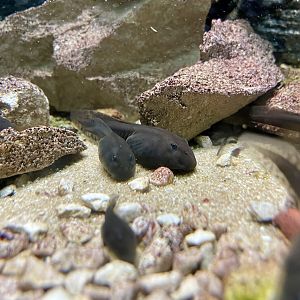 Mallorcan midwife Toad, Alytes muletensis