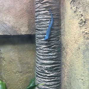 Male Lygodactylus williamsi