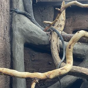 Blue Tree Monitor, Varanus macraei