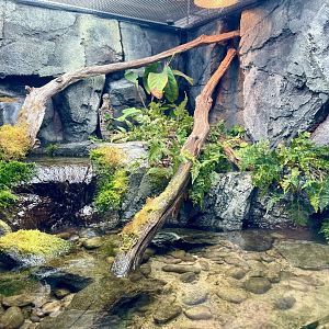 Chinese Giant Salamander Enclosure