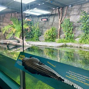 Philippine Crocodile Tank