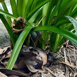 Mountain Chicken Frog, Leptodactylus fallax