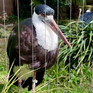 Woolly-necked Stork, Ciconia episcopus