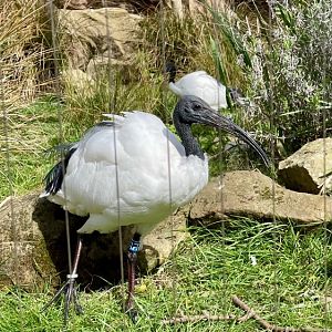 Sacred ibis, Threskiornis aethiopicus