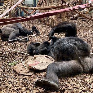 W-L Gorillas Mjukuu and Effie with unnamed offspring.