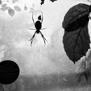 Trichonephila edulis