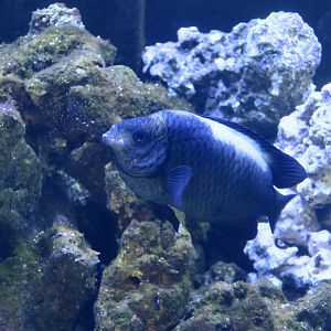 Neon Velvet Damselfish (Neoglyphidodon oxyodon) adult