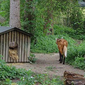 Maned wolf enclosure