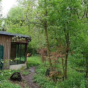 Maned wolf enclosure