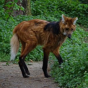 Maned wolf (Chrysocyon brachyurus)