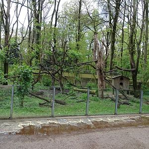 Coati enclosure