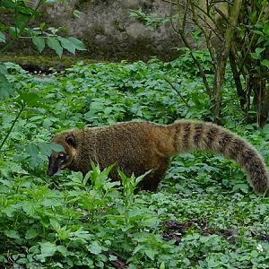 South American coati (Nasua nasua)