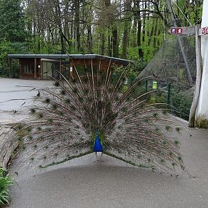 Peacock with various enclosures in the back