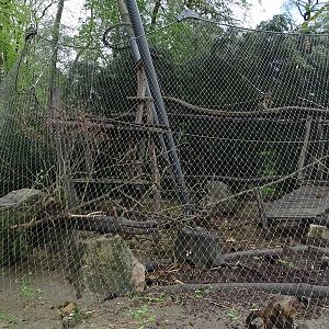 Capuchin enclosure