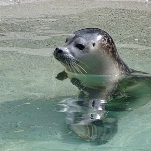 Eastern Atlantic harbour seal (Phoca vitulina vitulina)