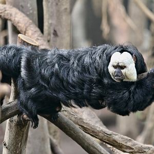 White-faced Saki Monkey (Male)