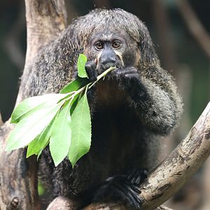 White-faced Saki Monkey