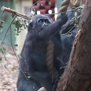 Young Gorilla Learning the Ropes