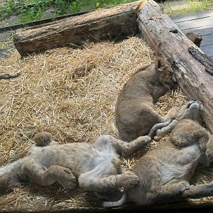 Sleeping Lions