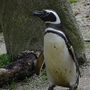 Magellanic penguin (Spheniscus magellanicus)