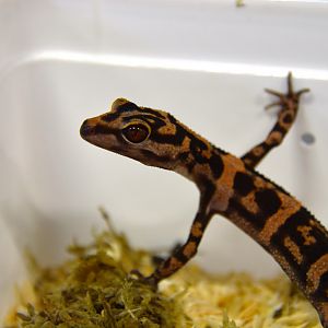 Sengoku's leopard gecko (Goniurosaurus sengokui)