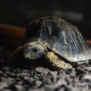 Eastern hinged-back tortoise (Kinixys zombensis)
