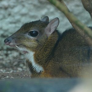 Javan Chevrotain (Tragulus javanicus)