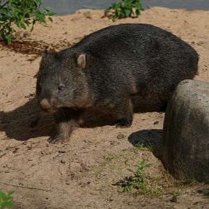 Tasmanian Wombat (Vombatus ursinus tasmaniensis)