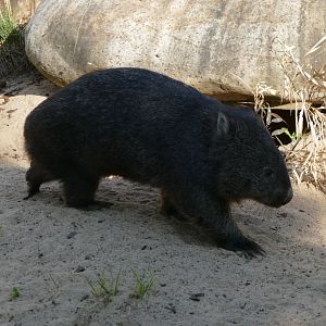 Tasmanian Wombat (Vombatus ursinus tasmaniensis)