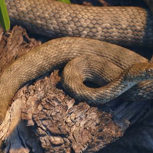 Dice Snakes (Natrix tessellata)