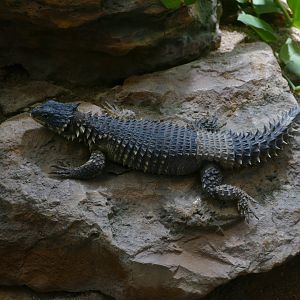 Giant girdled lizard (Smaug giganteus)