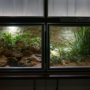 Giant girdled Lizard Terrarium