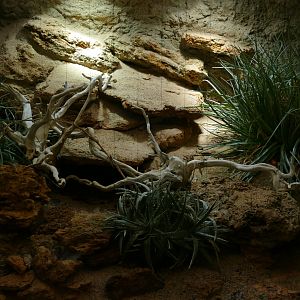 Scarlet Kingsnake (Lampropeltis elapsoides) Terrarium