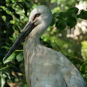 Oriental Stork (Ciconia boyciana)