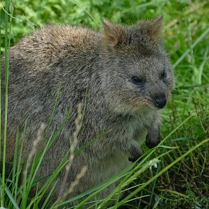 Quokka (Setonix brachyurus)