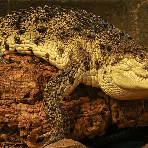 Philippine crocodile : Crocodiles of the World : 05 Jul 2024